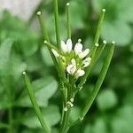 Cardamine flexuosa 果