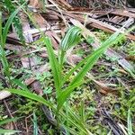 Pterostylis banksii