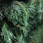 Cupressus cashmeriana Φύλλο