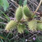 Xanthium orientale ഫലം