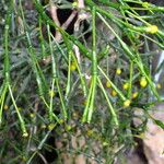 Rhipsalis clavata Leaf