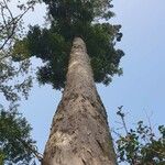 Afrocarpus falcatus موطن