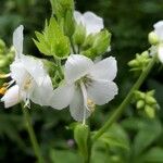 Polemonium carneum Fiore