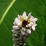 Bistorta officinalis Blomma