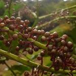 Schefflera pseudocandelabrum Fruto