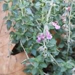 Teucrium marum Flower