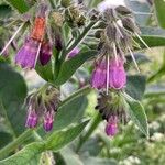 Symphytum asperum Flower