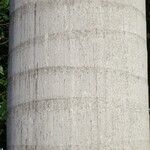 Roystonea regia Casca