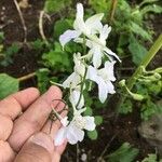 Delphinium tricorne পাতা