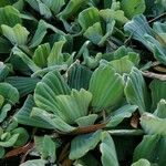 Pistia stratiotes पत्ता