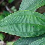 Miconia calvescens Leaf