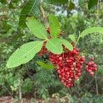 Schinus terebinthifolius Fruit