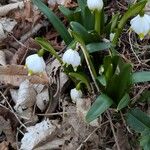 Leucojum vernum Çiçek