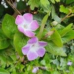 Vinca difformis Květ