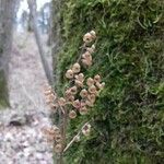 Teucrium scorodonia Плід