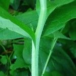 Symphytum tuberosum Corteza