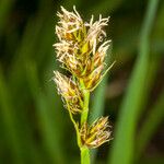 Carex otrubae Kukka