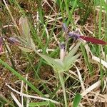 Lathyrus linifolius Flower