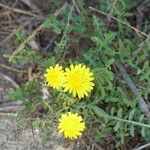 Sonchus tenerrimus Autre