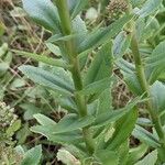 Hylotelephium telephium Likasa