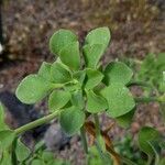 Aeonium goochiae Leaf