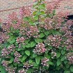 Hydrangea paniculataFlor