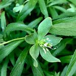 Helleborus dumetorum Květ