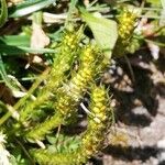 Selaginella selaginoides Folha