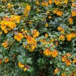 Berberis darwiniiBlomst