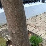 Castanospermum australe Coajă