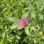Trifolium pratense Kwiat