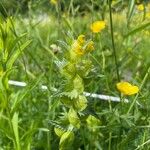 Rhinanthus alectorolophusFlower