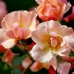 Rosa glauca Цвят