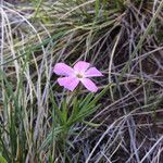 Phlox longifolia Hàbitat