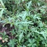 Verbena officinalis Leaf