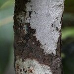Flacourtia indica Rinde
