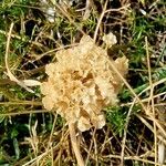 Allium paniculatum Fruit