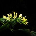 Chiococca alba Flower