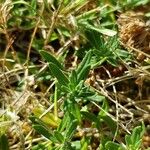 Teucrium montanum Frunză