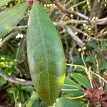 Rhododendron ponticumLeaf