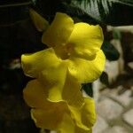 Pachypodium rosulatum Flower