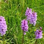 Dactylorhiza majalisFleur