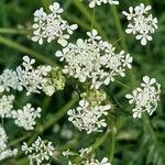 Anthriscus sylvestris 花