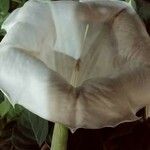 Datura wrightii 花