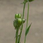 Linaria arvensis Ffrwyth