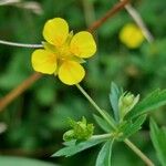 Potentilla erecta Flower