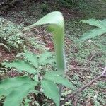 Arisaema serratum Leaf