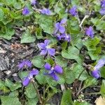 Viola sororia Cvet