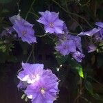 Solanum wendlandii Flower