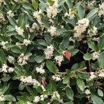 Osmanthus heterophyllus Flower